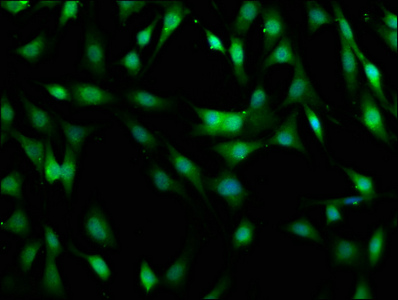 MOB1B / MOBKL1A Antibody - Immunofluorescence staining of NIH/3T3 cells with MOB1B Antibody at 1:400, counter-stained with DAPI. The cells were fixed in 4% formaldehyde, permeabilized using 0.2% Triton X-100 and blocked in 10% normal Goat Serum. The cells were then incubated with the antibody overnight at 4°C. The secondary antibody was Alexa Fluor 488-congugated AffiniPure Goat Anti-Rabbit IgG(H+L).