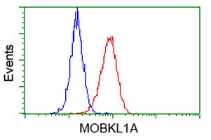 MOB1B / MOBKL1A Antibody - Flow cytometry of HeLa cells, using anti-MOBKL1A antibody, (Red), compared to a nonspecific negative control antibody, (Blue).