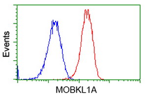 MOB1B / MOBKL1A Antibody - Flow cytometry of HeLa cells, using anti-MOBKL1A antibody, (Red), compared to a nonspecific negative control antibody, (Blue).