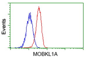 MOB1B / MOBKL1A Antibody - Flow cytometry of Jurkat cells, using anti-MOBKL1A antibody, (Red), compared to a nonspecific negative control antibody, (Blue).