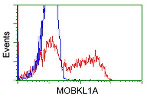 MOB1B / MOBKL1A Antibody - HEK293T cells transfected with either overexpress plasmid (Red) or empty vector control plasmid (Blue) were immunostained by anti-MOBKL1A antibody, and then analyzed by flow cytometry.