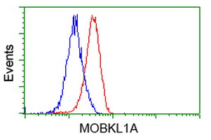 MOB1B / MOBKL1A Antibody - Flow cytometry of Jurkat cells, using anti-MOBKL1A antibody, (Red), compared to a nonspecific negative control antibody, (Blue).