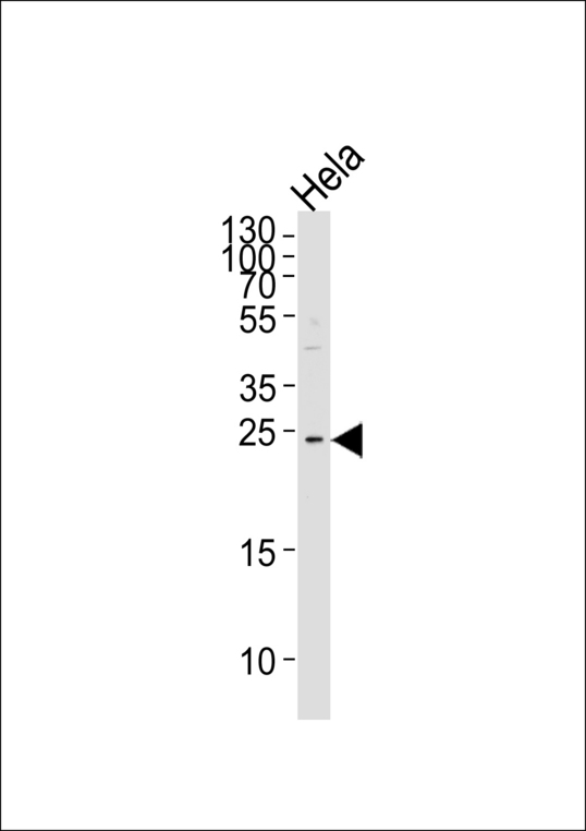 MOB2 Antibody - Western blot of lysate from HeLa cell line, using HCCA2 Antibody. Antibody was diluted at 1:1000 at each lane. A goat anti-rabbit IgG H&L (HRP) at 1:5000 dilution was used as the secondary antibody. Lysate at 35ug per lane.