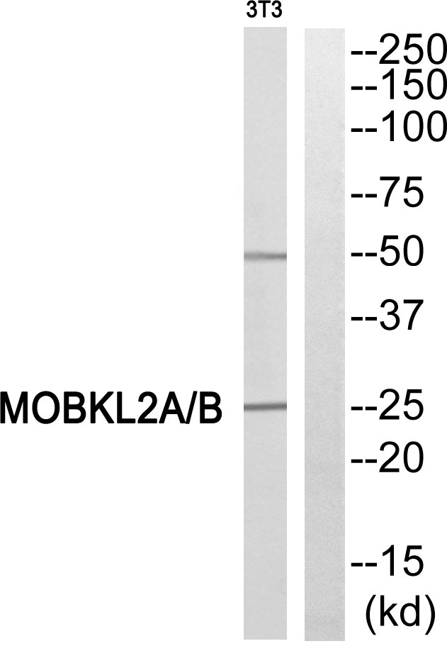 MOB3A / MOBKL2A Antibody - Western blot of extracts from 3T3 cells, using MOBKL2A/B antibody.