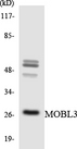 MOB4 / PHOCN Antibody - Western blot analysis of the lysates from HT-29 cells using MOBL3 antibody.