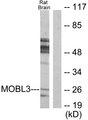 MOB4 / PHOCN Antibody - Western blot analysis of extracts from rat brain cells, using MOBL3 antibody.