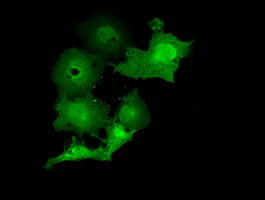 MOBKL2B / MOB3B Antibody - Anti-MOBKL2B mouse monoclonal antibody  immunofluorescent staining of COS7 cells transiently transfected by pCMV6-ENTRY MOBKL2B.