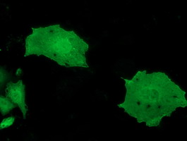 MOBKL2B / MOB3B Antibody - Anti-MOBKL2B mouse monoclonal antibody  immunofluorescent staining of COS7 cells transiently transfected by pCMV6-ENTRY MOBKL2B.