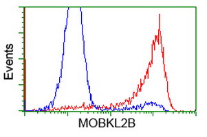 MOBKL2B / MOB3B Antibody - HEK293T cells transfected with either overexpress plasmid (Red) or empty vector control plasmid (Blue) were immunostained by anti-MOBKL2B antibody, and then analyzed by flow cytometry.