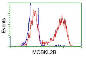 MOBKL2B / MOB3B Antibody - HEK293T cells transfected with either overexpress plasmid (Red) or empty vector control plasmid (Blue) were immunostained by anti-MOBKL2B antibody, and then analyzed by flow cytometry.