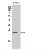 MOBKL2C / MOB3C Antibody - Western blot of Mob3C antibody