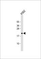 MOBKL2C / MOB3C Antibody - Anti-MOB3C Antibody at 1:1000 dilution + K562 whole cell lysate Lysates/proteins at 20 ug per lane. Secondary Goat Anti-Rabbit IgG, (H+L), Peroxidase conjugated at 1:10000 dilution. Predicted band size: 26 kDa. Blocking/Dilution buffer: 5% NFDM/TBST.