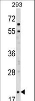 MOBP Antibody - Western blot of MOBP Antibody in 293 cell line lysates (35 ug/lane). MOBP (arrow) was detected using the purified antibody.