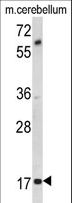 MOBP Antibody - Western blot of MOBP Antibody in mouse cerebellum tissue lysates (35 ug/lane). MOBP (arrow) was detected using the purified antibody.
