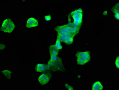 MOBP Antibody - Immunofluorescence staining of 293 cells at a dilution of 1:66, counter-stained with DAPI. The cells were fixed in 4% formaldehyde, permeabilized using 0.2% Triton X-100 and blocked in 10% normal Goat Serum. The cells were then incubated with the antibody overnight at 4 °C.The secondary antibody was Alexa Fluor 488-congugated AffiniPure Goat Anti-Rabbit IgG (H+L) .