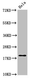 MOBP Antibody - Positive Western Blot detected in Hela whole cell lysate. All lanes: MOBP antibody at 4 µg/ml Secondary Goat polyclonal to rabbit IgG at 1/50000 dilution. Predicted band size:21, 10, 24 KDa. Observed band size: 21 KDa