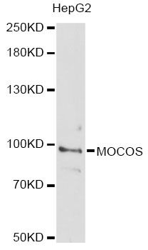 MOCOS / MoCo Sulfurase Antibody - Western blot analysis of extracts of HepG2 cells, using MOCOS antibody at 1:3000 dilution. The secondary antibody used was an HRP Goat Anti-Rabbit IgG (H+L) at 1:10000 dilution. Lysates were loaded 25ug per lane and 3% nonfat dry milk in TBST was used for blocking. An ECL Kit was used for detection and the exposure time was 90s.