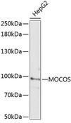 MOCOS / MoCo Sulfurase Antibody - Western blot analysis of extracts of HepG2 cells using MOCOS Polyclonal Antibody at dilution of 1:3000.