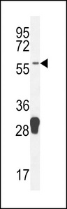 MOCS1 Antibody - MOCS1 Antibody western blot of mouse spleen tissue lysates (35 ug/lane). The MOCS1 antibody detected the MOCS1 protein (arrow).