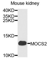 MOCS2 Antibody - Western blot analysis of extracts of mouse kidney cells.