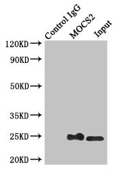 MOCS2 Antibody - Immunoprecipitating MOCS2 in Jurkat whole cell lysate Lane 1: Rabbit monoclonal IgG(1ug)instead of product in Jurkat whole cell lysate.For western blotting, a HRP-conjugated light chain specific antibody was used as the Secondary antibody (1/50000) Lane 2: product(4ug)+ Jurkat whole cell lysate(500ug) Lane 3: Jurkat whole cell lysate (20ug)