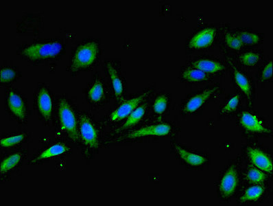 MOCS2 Antibody - Immunofluorescent analysis of Hela cells cells diluted at 1:100 and Alexa Fluor 488-congugated AffiniPure Goat Anti-Rabbit IgG(H+L)