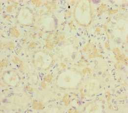 MOCS2 Antibody - Immunohistochemistry of paraffin-embedded human kidney tissue at dilution of 1:100