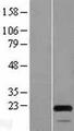 MOCS2 Protein - Western validation with an anti-DDK antibody * L: Control HEK293 lysate R: Over-expression lysate