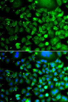 MOCS3 Antibody - Immunofluorescence analysis of A549 cells.