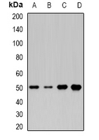 MOCS3 Antibody - Western blot analysis of MOCS3 expression in HepG2 (A); Jurkat (B); mouse liver (C); rat heart (D) whole cell lysates.