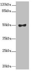 MOCS3 Antibody - Western blot All lanes: MOCS3 antibody at 2.1µg/ml + A549 whole cell lysate Secondary Goat polyclonal to rabbit IgG at 1/10000 dilution Predicted band size: 50 kDa Observed band size: 50 kDa
