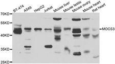 MOCS3 Antibody - Western blot analysis of extracts of various cell lines, using MOCS3 antibody at 1:1000 dilution. The secondary antibody used was an HRP Goat Anti-Rabbit IgG (H+L) at 1:10000 dilution. Lysates were loaded 25ug per lane and 3% nonfat dry milk in TBST was used for blocking. An ECL Kit was used for detection and the exposure time was 90s.