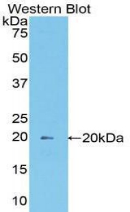 MOG Antibody - Western blot of recombinant MOG.  This image was taken for the unconjugated form of this product. Other forms have not been tested.