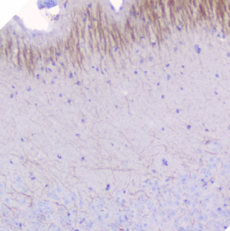 MOG Antibody - IHC staining of FFPE mouse brain with MOG antibody at 1ug/ml. HIER: boil tissue sections in pH6, 10mM citrate buffer, for 10-20 min followed by cooling at RT for 20 min.