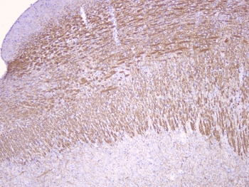 MOG Antibody - IHC staining of FFPE rat brain with MOG antibody at 1ug/ml. HIER: boil tissue sections in pH6, 10mM citrate buffer, for 10-20 min followed by cooling at RT for 20 min.