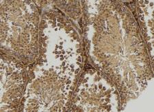 MOG Antibody - 1:100 staining mouse testis tissue by IHC-P. The sample was formaldehyde fixed and a heat mediated antigen retrieval step in citrate buffer was performed. The sample was then blocked and incubated with the antibody for 1.5 hours at 22°C. An HRP conjugated goat anti-rabbit antibody was used as the secondary.