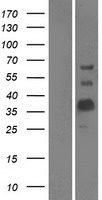 MOG Protein - Western validation with an anti-DDK antibody * L: Control HEK293 lysate R: Over-expression lysate