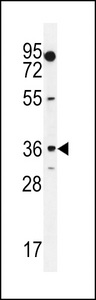 MOGAT1 / MGAT1 Antibody - MOGT1 Antibody western blot of K562 cell line lysates (35 ug/lane). The MOGT1 antibody detected the MOGT1 protein (arrow).