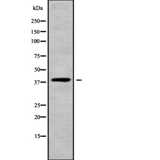 MOGAT3 Antibody - Western blot analysis of MOGAT3 using K562 whole cells lysates