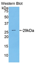MOK / RAGE Antibody - Western Blot; Sample: Recombinant protein.