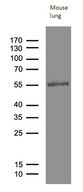 MOK / RAGE Antibody - Western blot analysis of extracts. (35ug) from mouse lung tissue lysate by using anti-RAGE monoclonal antibody. (1:500)