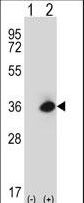 MOK / RAGE Antibody - Western blot of Rage (arrow) using rabbit polyclonal Mouse Rage Antibody. 293 cell lysates (2 ug/lane) either nontransfected (Lane 1) or transiently transfected (Lane 2) with the Rage gene.