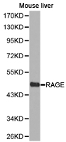MOK / RAGE Antibody - Western blot of extracts of mouse liver cell lines, using RAGE antibody.
