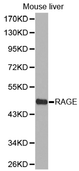 MOK / RAGE Antibody - Western blot analysis of extracts of mouse liver cell lines.