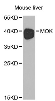 MOK / RAGE Antibody - Western blot analysis of extracts of mouse liver, using MOK antibody at 1:1000 dilution. The secondary antibody used was an HRP Goat Anti-Rabbit IgG (H+L) at 1:10000 dilution. Lysates were loaded 25ug per lane and 3% nonfat dry milk in TBST was used for blocking.