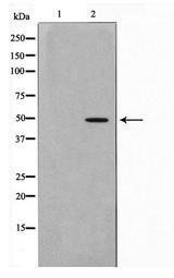 MOK / RAGE Antibody - Western blot of HepG2 cell lysate using MOK Antibody