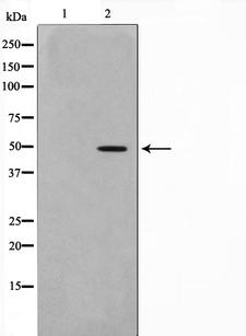 MOK / RAGE Antibody - Western blot analysis on HepG2 cell lysates using MOK antibody. The lane on the left is treated with the antigen-specific peptide.