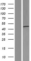 MOK / RAGE Protein - Western validation with an anti-DDK antibody * L: Control HEK293 lysate R: Over-expression lysate