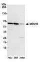 MON1B Antibody - Detection of human MON1B by western blot. Samples: Whole cell lysate (15 µg) from HeLa, HEK293T, and Jurkat cells prepared using NETN lysis buffer. Antibody: Affinity purified rabbit anti-MON1B antibody used for WB at 1:1000. Detection: Chemiluminescence with an exposure time of 3 minutes.