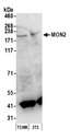 MON2 Antibody - Detection of mouse MON2 by western blot. Samples: Whole cell lysate (50 µg) from TCMK-1 and NIH 3T3 cells prepared using NETN lysis buffer. Antibody: Affinity purified rabbit anti-MON2 antibody used for WB at 0.1 µg/ml. Detection: Chemiluminescence with an exposure time of 3 minutes.